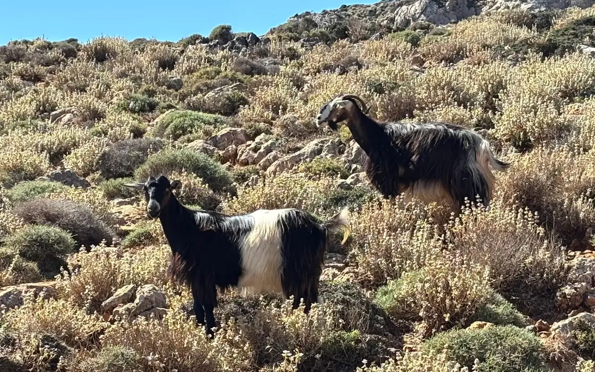 Two goats standing in dry scrub on a rocky hillside